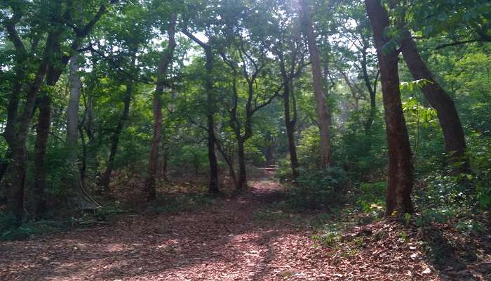 A walk in the lap of nature surrounded by greenery 