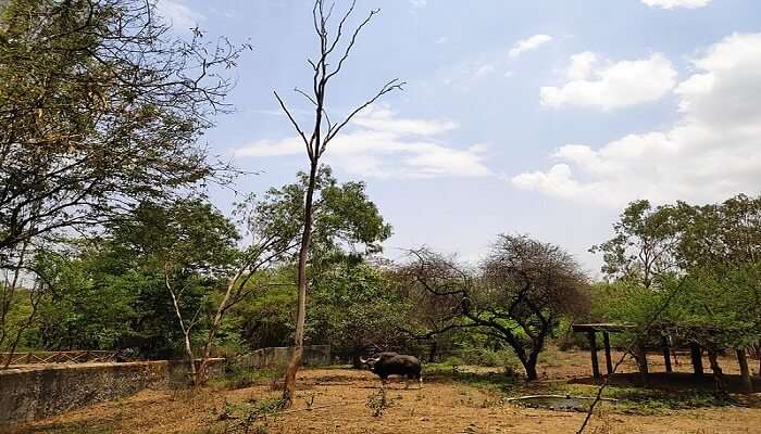 A walk in Rajiv Gandhi Park