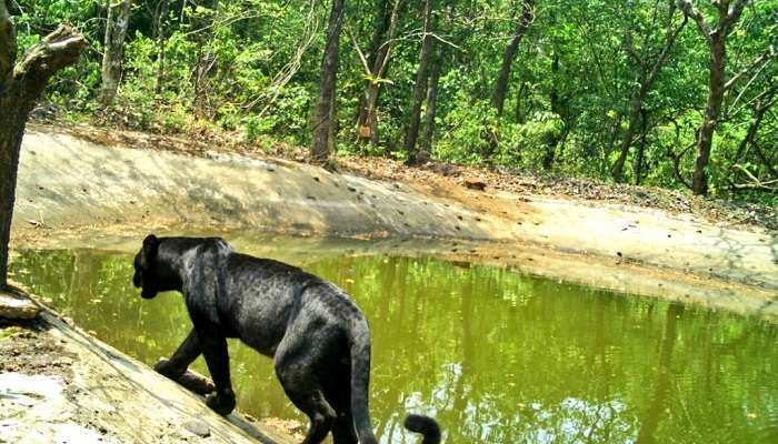 Netravali Wildlife Sanctuary Entrance Gate.