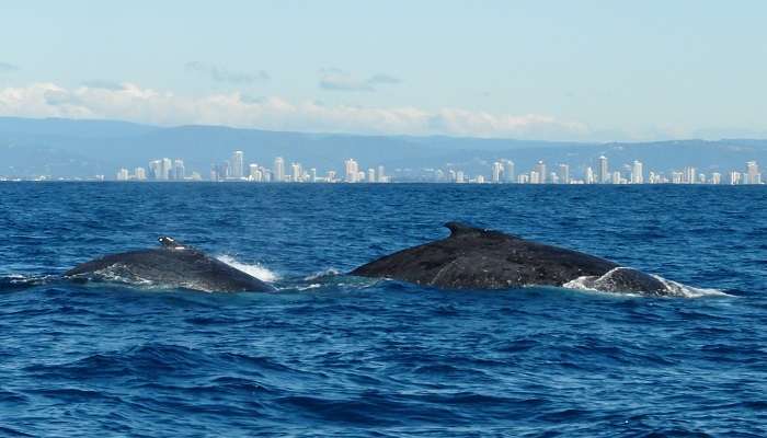 Voir la Observation des baleines