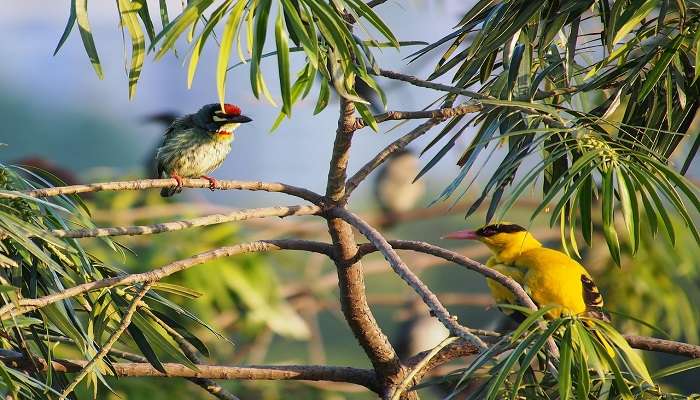 Photography and Bird watching in Needle Hole Point