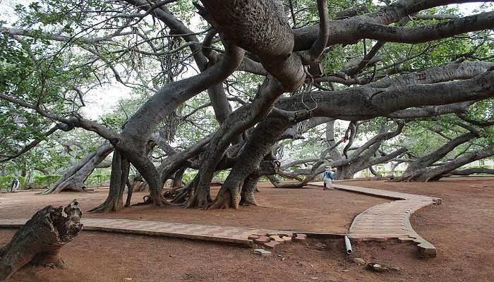 Witness the famous pillamarii banyan tree