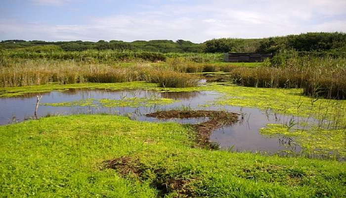 Profitez des vues sereines des terres humides de la rivière Mary