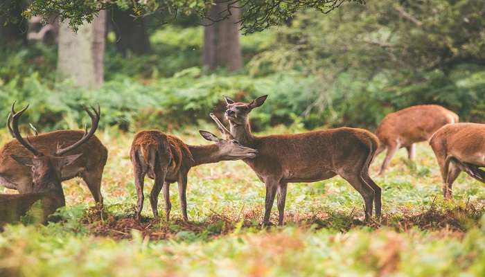 Visit The Rollapadu Wildlife Sanctuary near Gadwal Fort