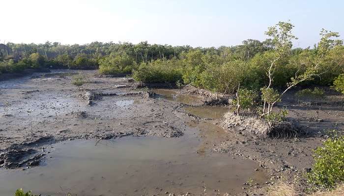 A panoramic view from Dobanki WatchTower in Sundarban national park. 