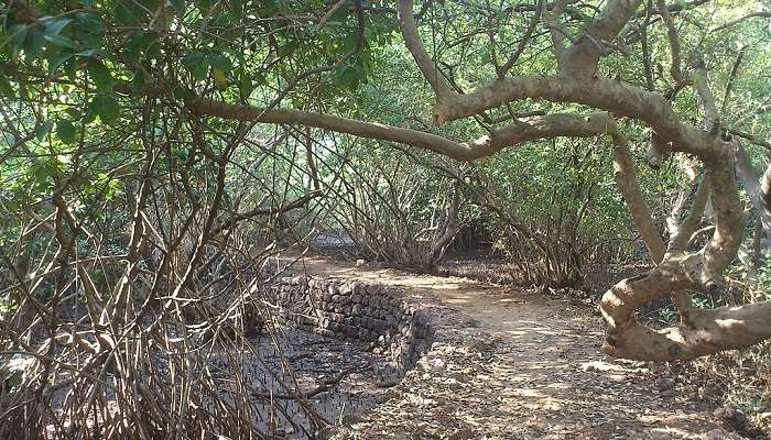 Salim Ali Bird Sanctuary