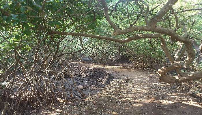 Salim Ali Bird Sanctuary – A Boat Ride near the Vainguinim Beach.