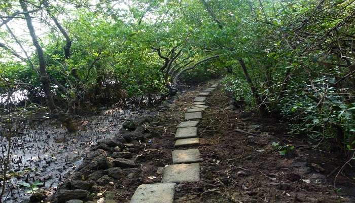  Salim Bird Sanctuary, with mangrove vegetation the smallest in Goa, is home to local and migrant birds. 