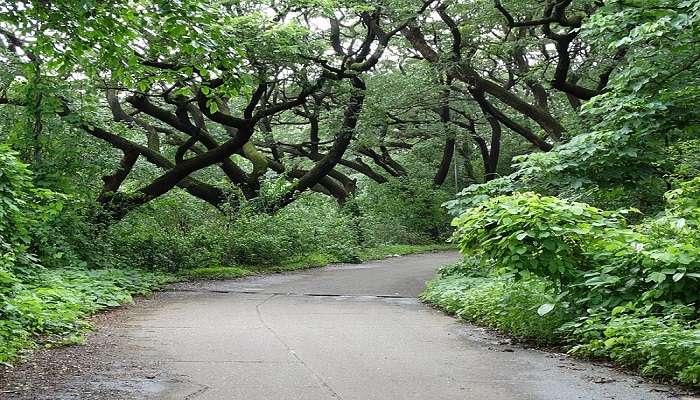 Sanjay Gandhi National Park, top 10 haunted places in Mumbai