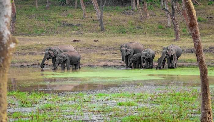 Herd of elephants in Sathyamangalam Tiger Reserve