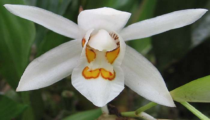 A special variety of orchid at Sessa Orchid Sanctuary, Bomdila. 