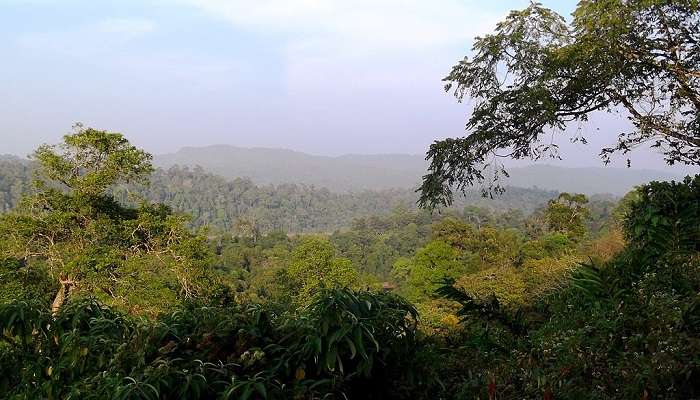 Sholayar Rainforest to visit near the Sholayar dam.