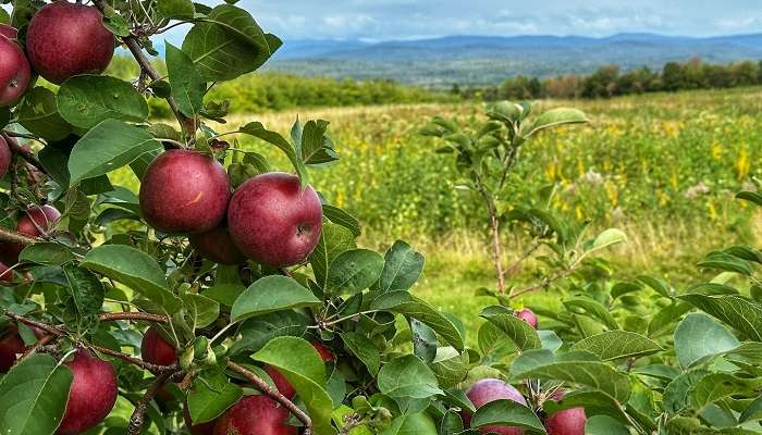 Shopian is referred to as the "Apple Town" of Kashmir