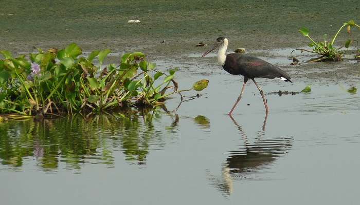 visit Singanallur lake near the Ondipudur.