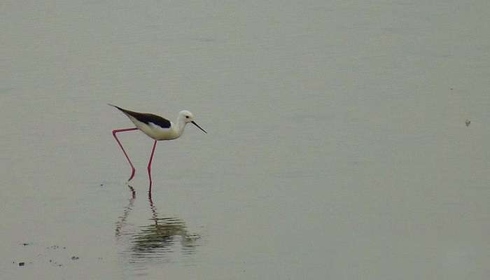 Singanallur Lake fishing view