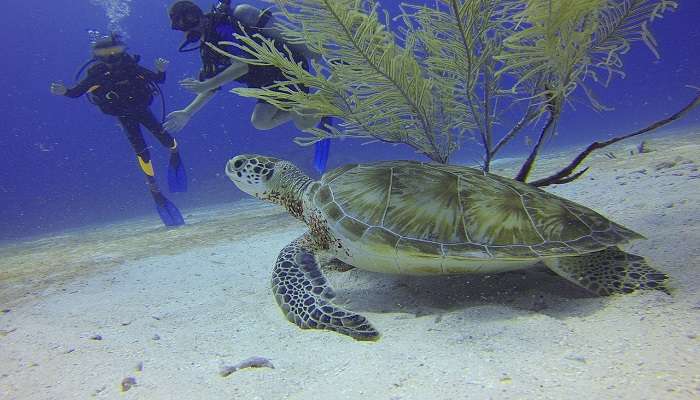 Raya Island snorkelling diving 