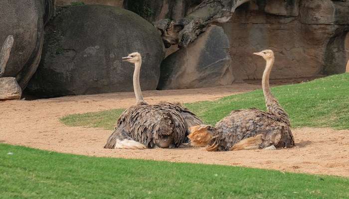 Special programmes at the Dehradun zoo.