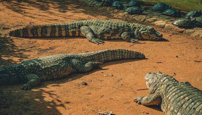 Find the diverse species of Crocodiles at the Park 