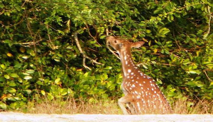  Wildlife viewing from Sudhanyakhali Watch Tower. 