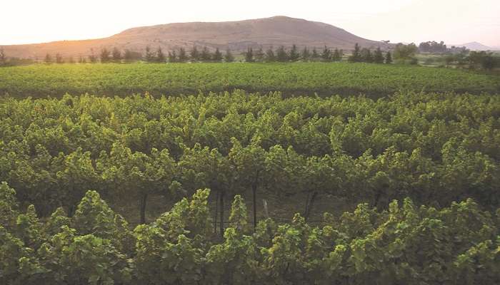 The view of Sula vineyards- an all rounder choice in Nashik for stay, food & of course wine. 