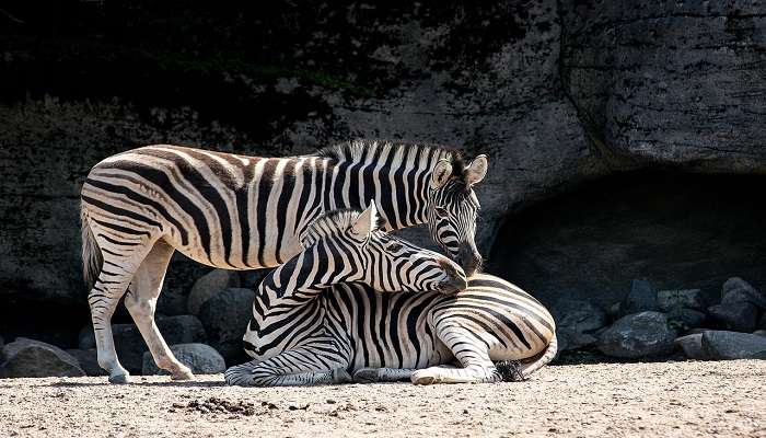 Mesmerising view of the zoo.