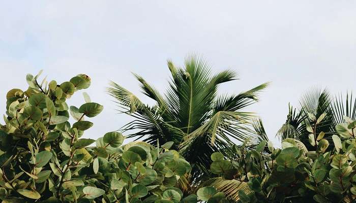 TNAU Botanical Garden in Coimbatore, featuring diverse plant species and well-maintained landscapes.