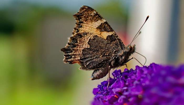 Thumboormuzhi Butterfly Garden 