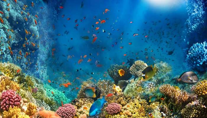 Beautiful coral reefs and marine life in the Red Sea to explore during water activities in Hurghada. 