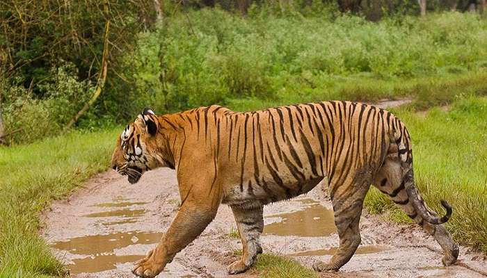 Tiger walking in a reserve