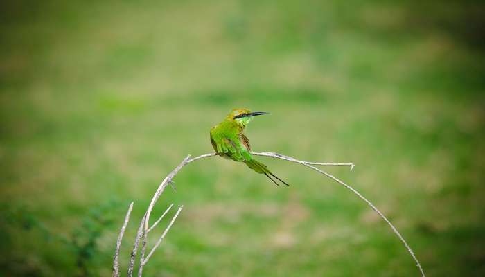 Bee eater bird in Vellode Bird Sanctuary