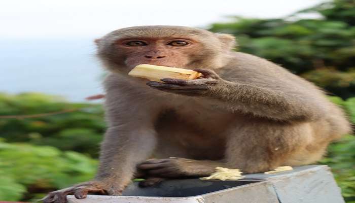 Monkeys eating at Son Tra Mountain