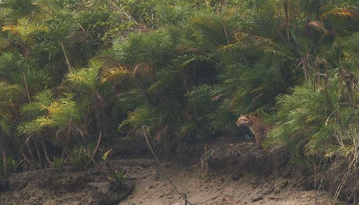 A panoramic view from Dobanki WatchTower in Sundarban national park. 