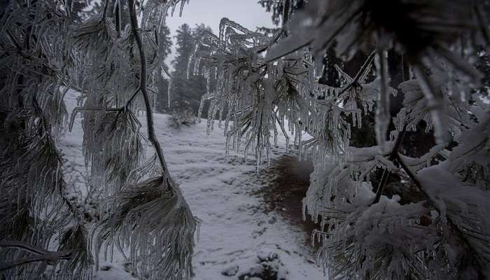 Yusmarg, snowfall in jammu and kashmir today