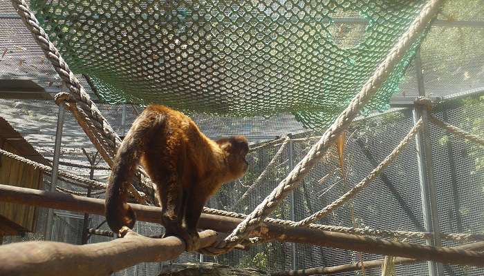 Explorez la Zoo de Shoalhaven