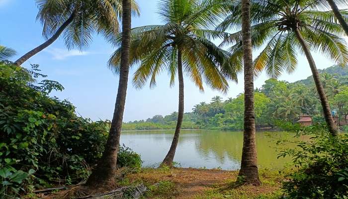 The Sal River in Goa is a picturesque waterway that flows through the southern part of Goa 