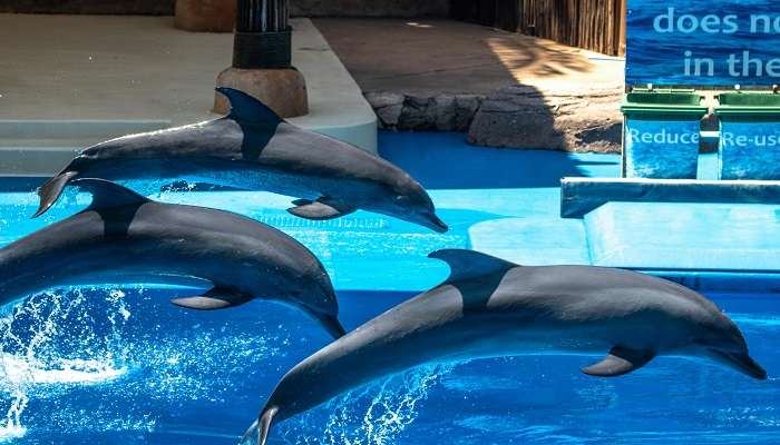 Dolphins performing at the Dolphinarium