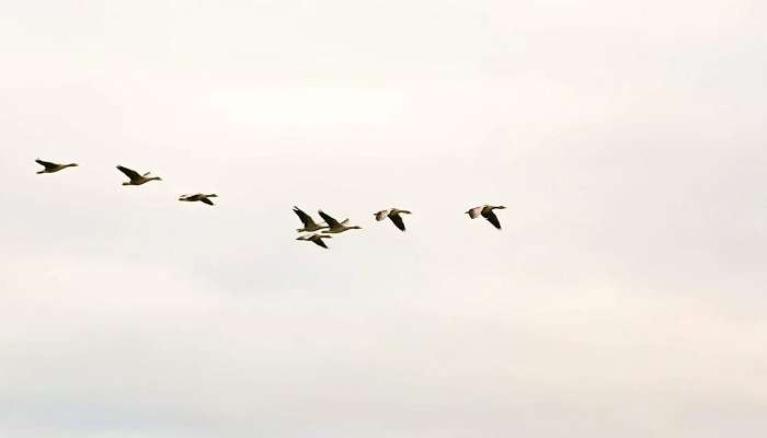 Learn about the Nellapattu Bird Sanctuary