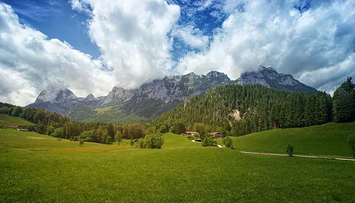 The lush green Alpine vegetation