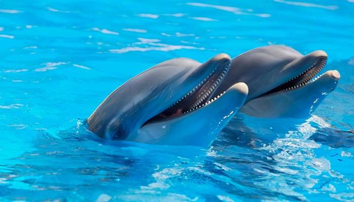 Pose, smile, and cherish the magical opportunity to have a photo with a dolphin in Dubai