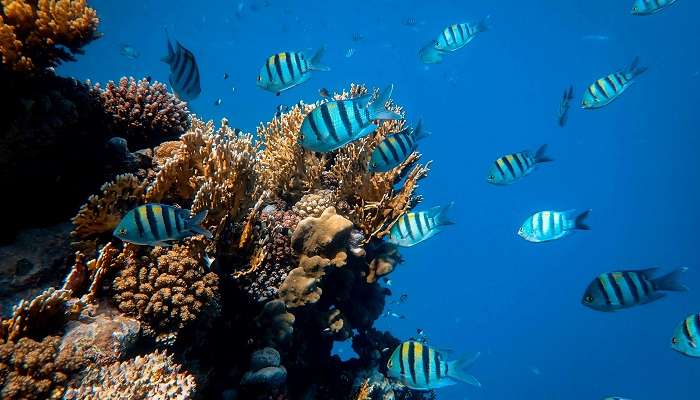 Experience numerous water activities in the Lost Chambers Aquarium