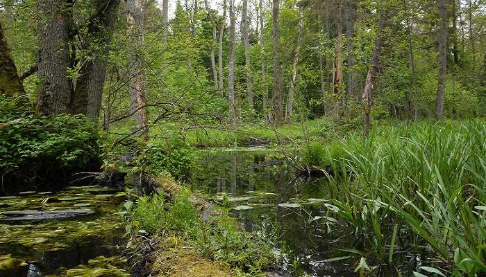 La vue de Parc national de Białowieża