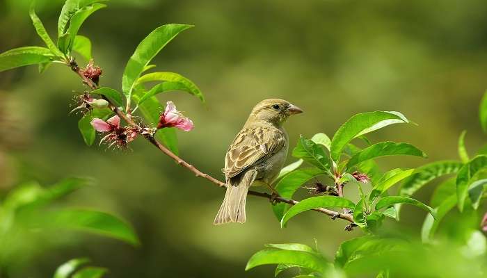 WItness beautiful species of bird at Gangotri National Park