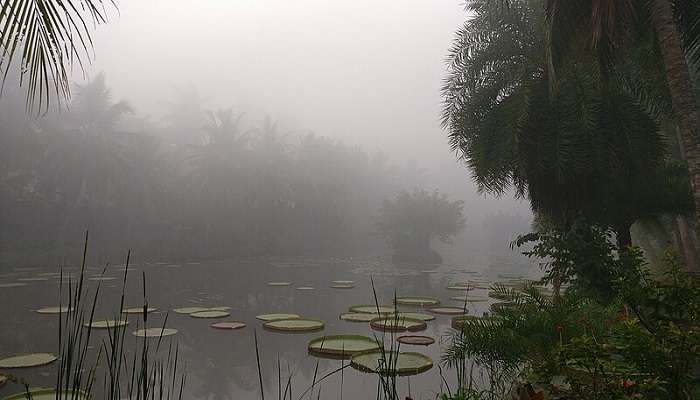 Lotus and lily pads in a pond at Dindi, one of the must-visit Konaseema tourist places