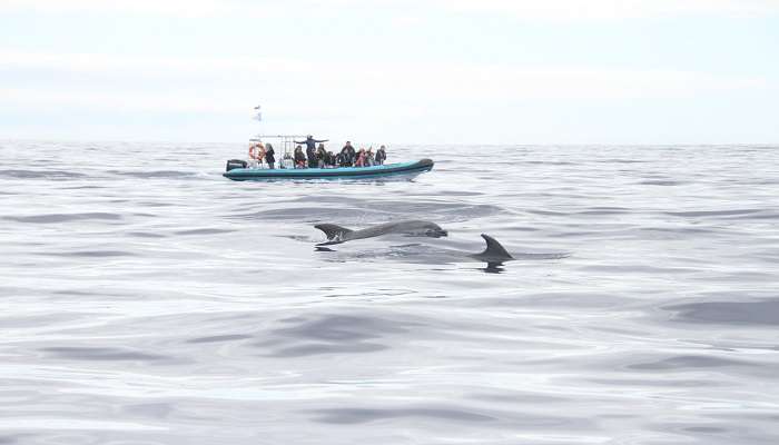 Embark on a journey to dolphin sighting with Mandovi River Cruises