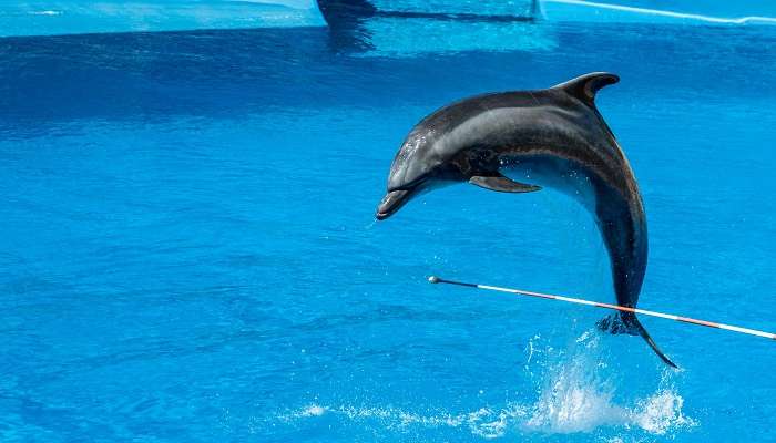 Stunning Dolphin Performance at Dubai Dolphinarium