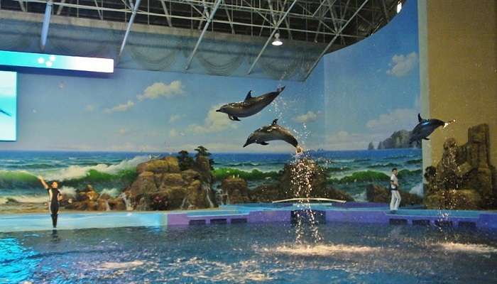 See the beautiful dolphins playing at Dubai Dolphinarium