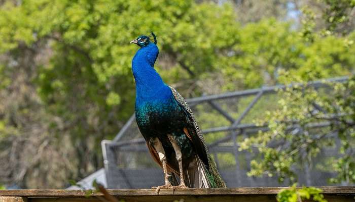 Creek Park hosts Dubai’s only bird show, featuring more than 20 species of parrots