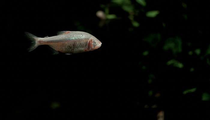 Learn more about fish and their lifestyle at the Lost Chambers Aquarium