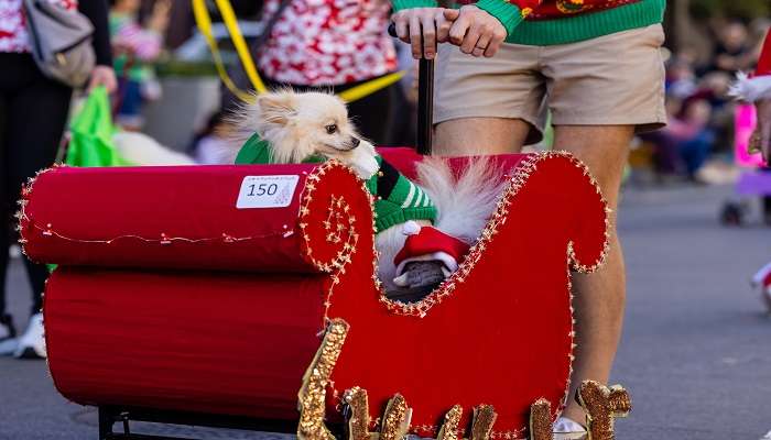 Witness the beautiful Floats for Roses Parade.