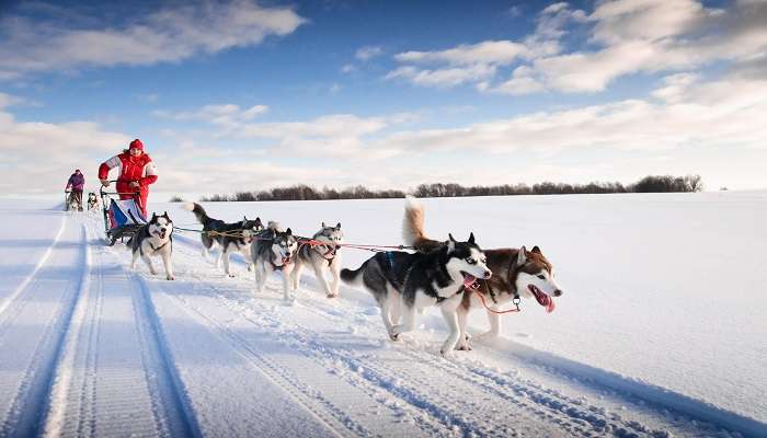 One of the unique experiences to indulge in is the Kiruna, which is dog sledging.